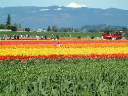 The Skagit Valley Tulip Festival 