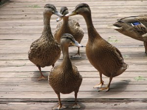 Mallards in conversation? 