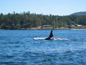 An Orca (also commonly called a "Killer Whale"). These are a beautiful sight in the waters of the Pacific Northwest- especially British Columbia and Washington state. 