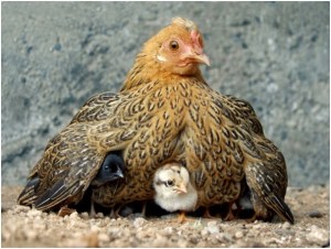 Mother hen...