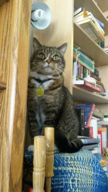 cat-buddy-in-mn-apartment